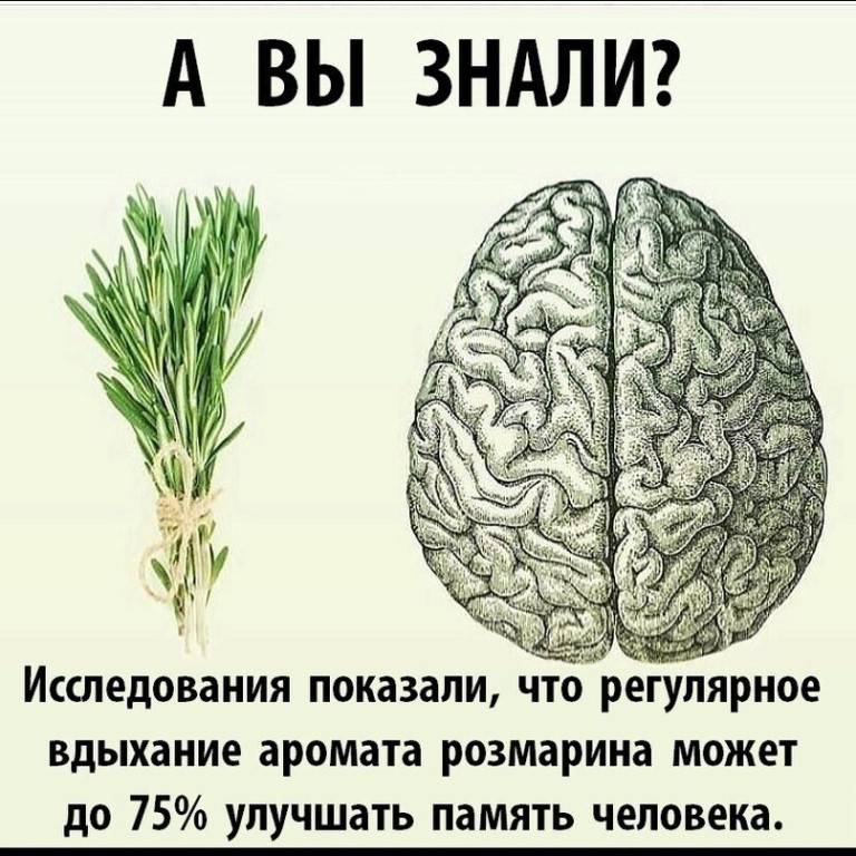 Травы для чистки сосудов и улучшения мозгового кровообращения