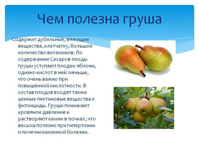 Груша – полезные свойства, состав и противопоказания