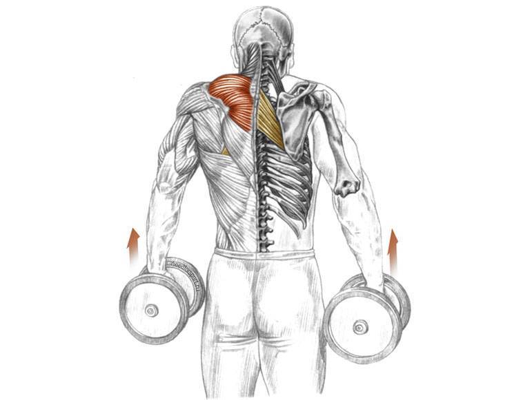Выпады с гантелями: техника выполнения, какие мышцы работают