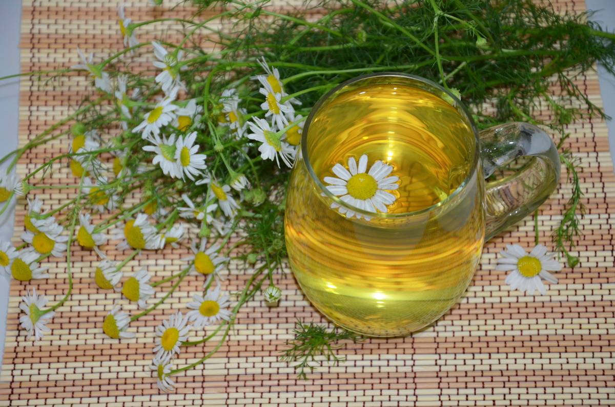 Ромашковый чай: польза и вред целебного напитка
