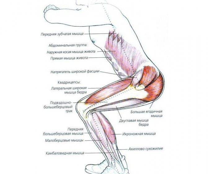 Выпады с гантелями: техника выполнения, какие мышцы работают