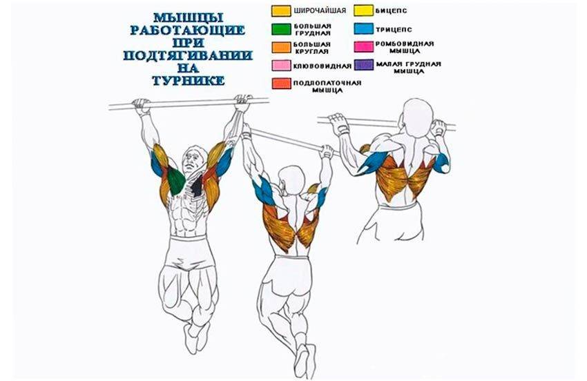 Подтягивания широким хватом: виды и техника выполнения упражнения, какие мышцы работают