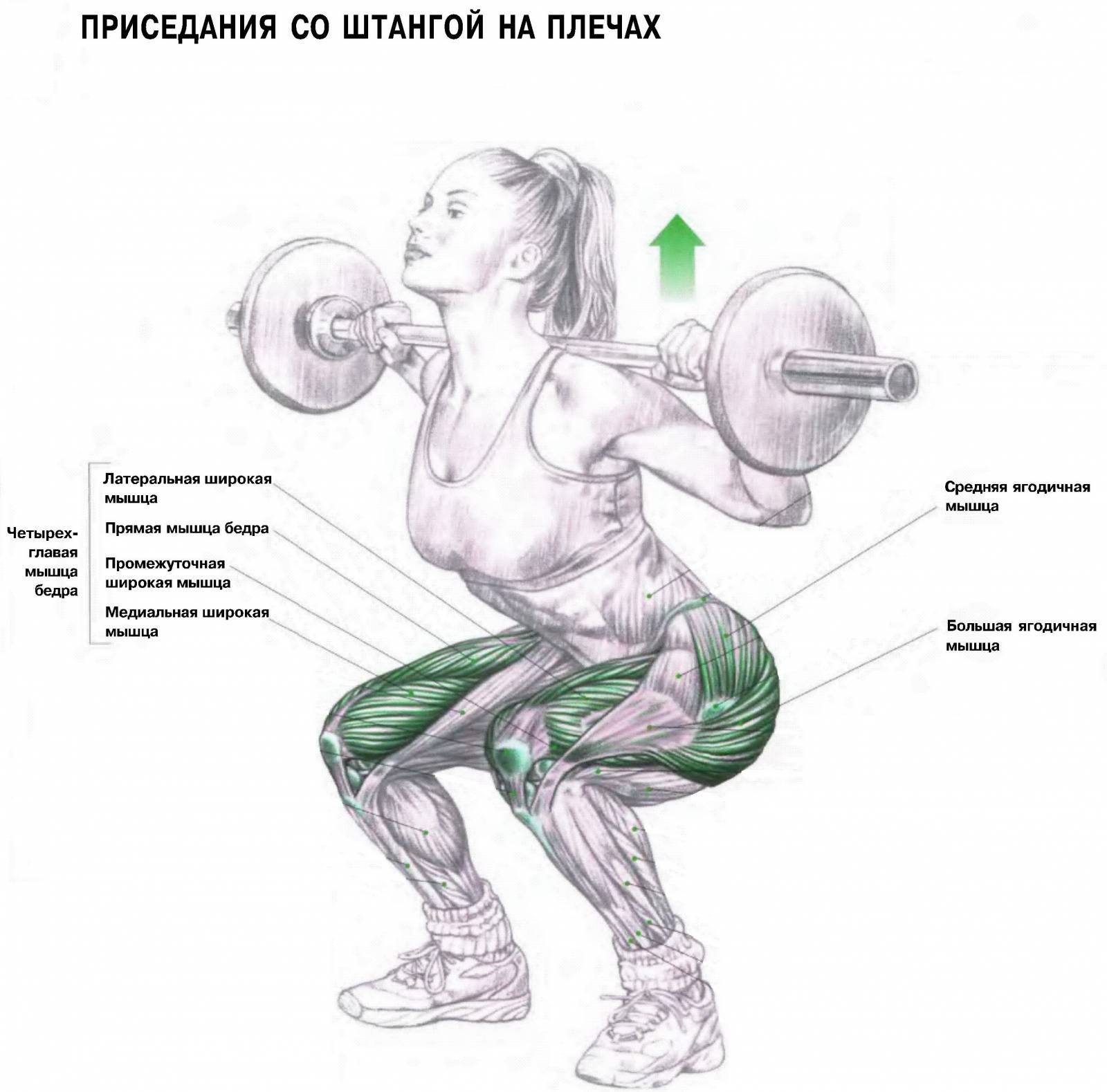 Приседания со штангой: техника выполнения, работающие мышцы