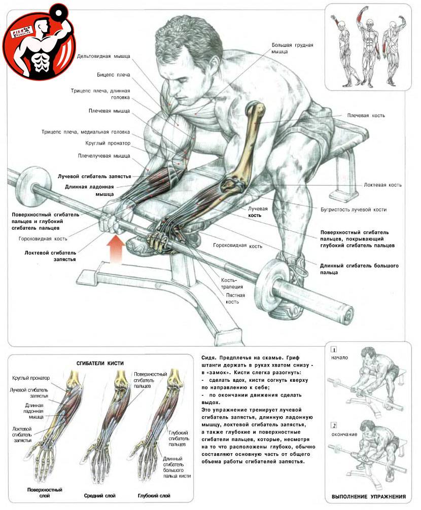Упражнения на плечи в тренажерном зале для мужчин