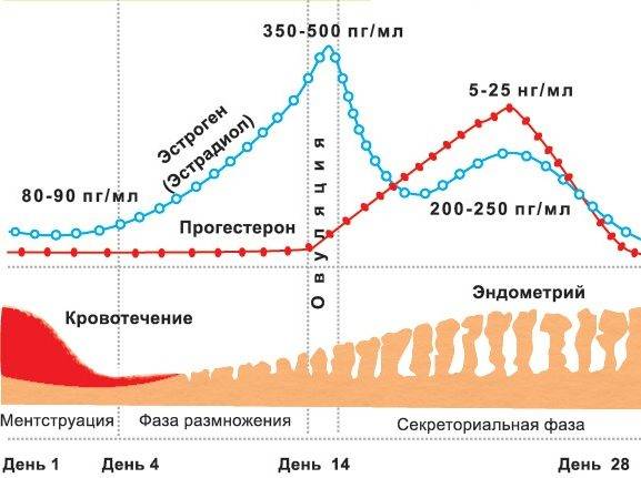 Эстрогены (эстрадиол): на курсе стероидов, как понизить уровень