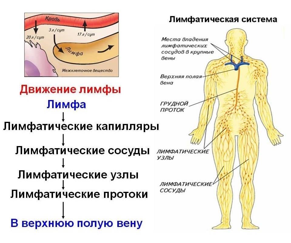 Как течет лимфа в организме схема