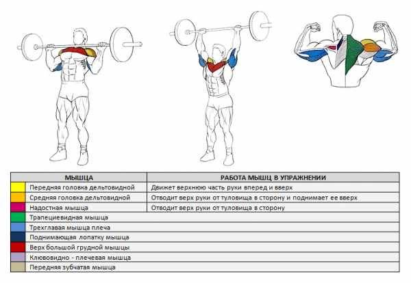 Жим гантелей сидя