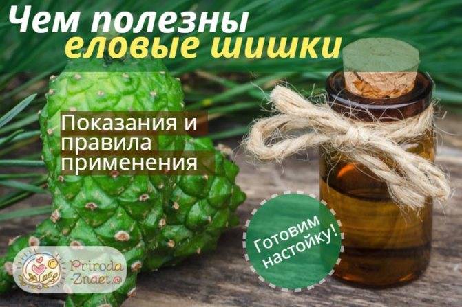 Сосновые шишки — лечебные свойства настойки на водке