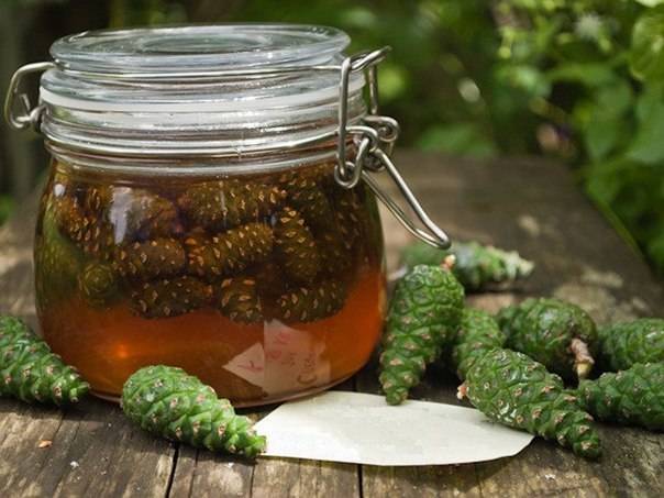 Сосновые шишки: лучшие рецепты для лечения и укрепления здоровья