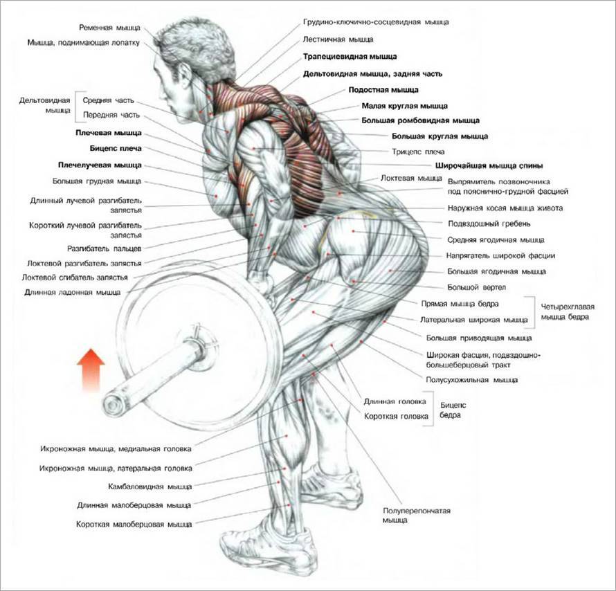 Как правильно заниматься в тренажёрном зале самостоятельно