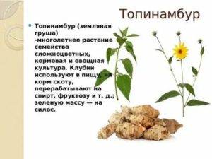 Груша польза и вред для организма человека