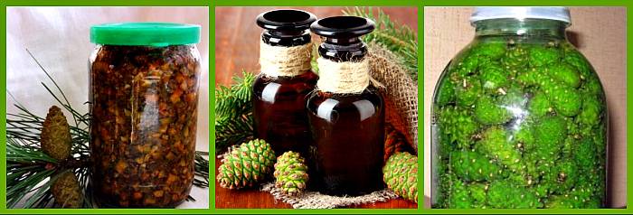 Сосновая водка – рецепт и применение настойки сосновых шишек