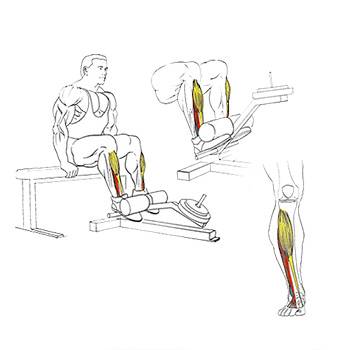 Подъем на носки стоя: техника выполнения, какие мышцы работают