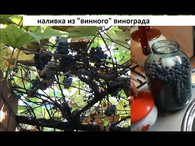 Настойки из винограда и его косточек в домашних условиях