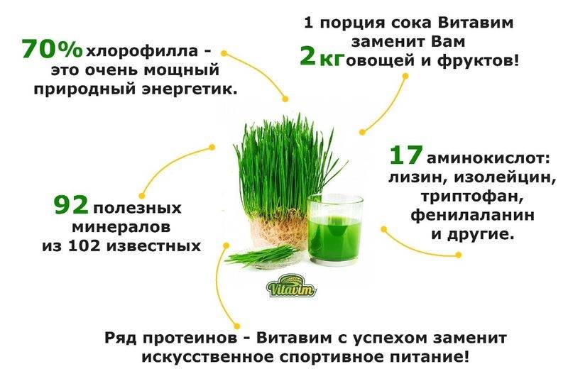 Пророщенная пшеница: польза и вред для организма, как прорастить