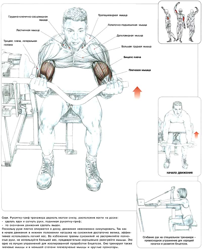 Как накачаться гантелями: программа тренировок и советы