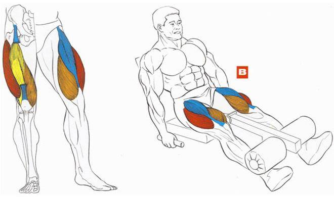 Упражнения на ноги в тренажерном зале: качаем квадрицепсы