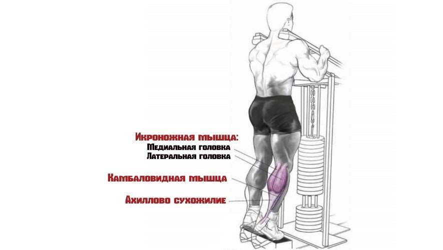 Подъем на носки сидя