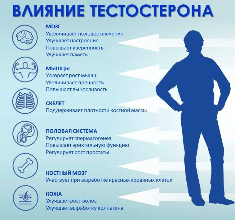 Тестостерон: некоторые интересные факты
