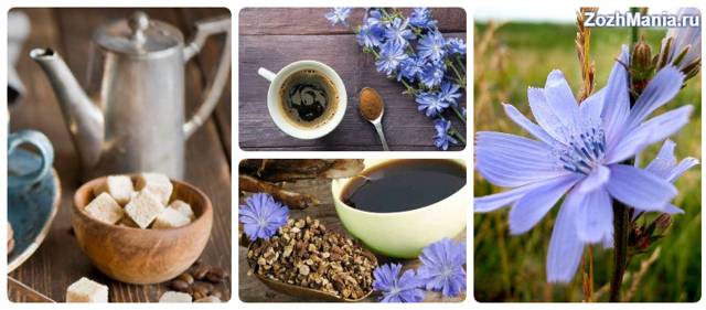 Польза и вред заменителя кофе цикория для здоровья