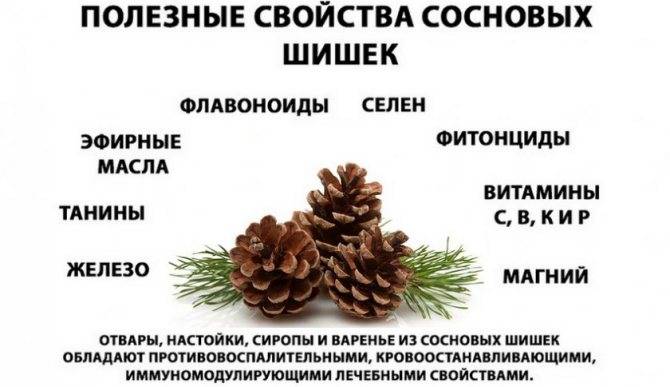 Настойка на сосновых шишках