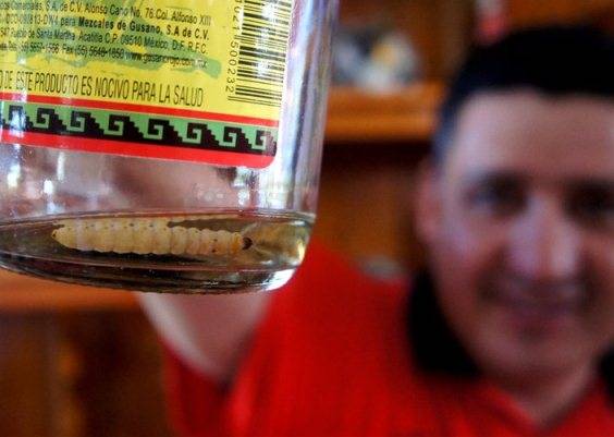 Как пить мескаль с гусеницей. текила — тоже мескаль!