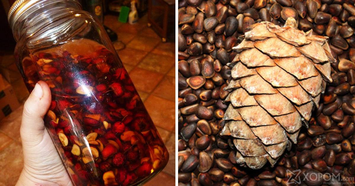 Настойка на кедровых орешках: 6 рецептов в домашних условиях