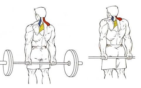 Как накачать трапеции: стандартные методики и секретные упражнения