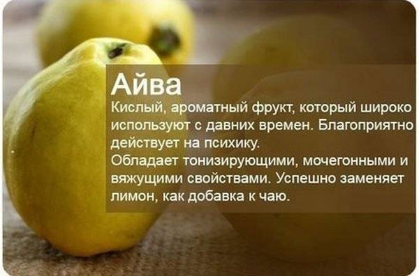 Польза и вред груши для здоровья. лечебные свойства груши