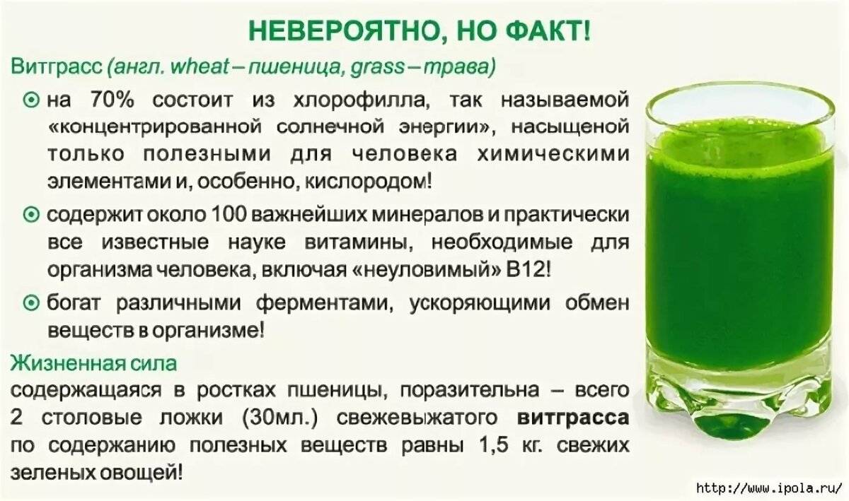 Пророщенная пшеница — польза, вред, как употреблять | здоровье и красота
