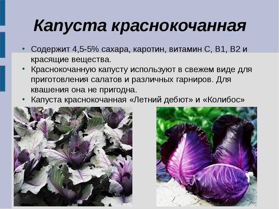 Чем отличается белокочанная капуста от краснокочанной