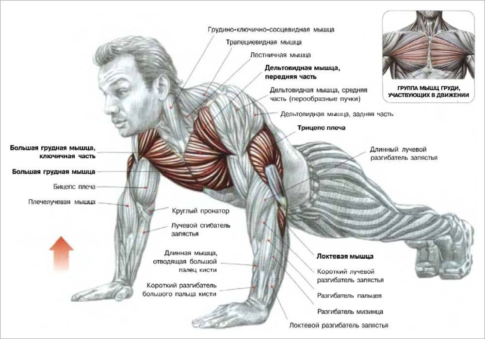 Как накачать мышцы в домашних условиях: упражнения, программы