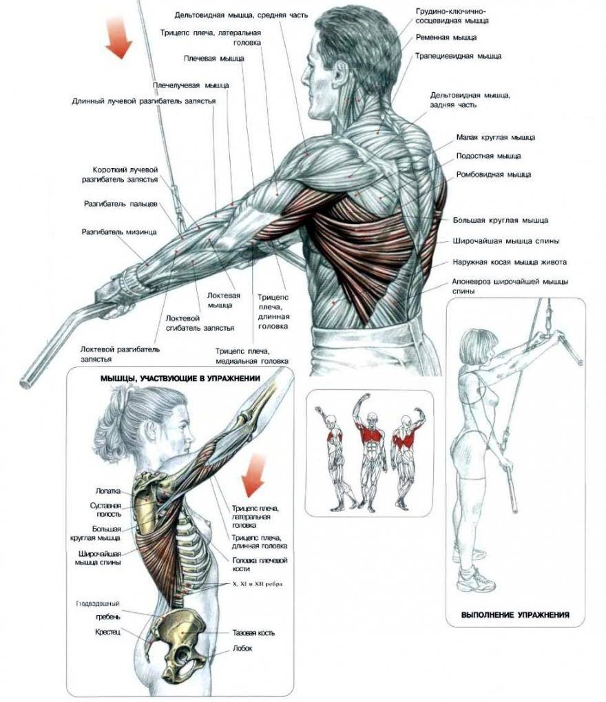 Какие мышцы как качать в картинках