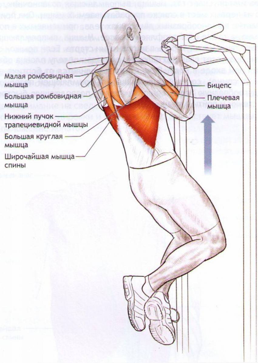 Мышцы при подтягивании обратным хватом