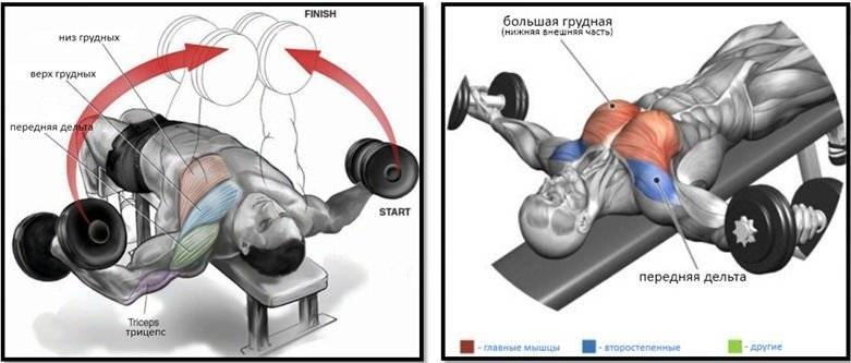 Разводка гантелей лежа – то, что важно и необходимо знать