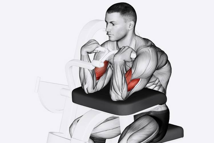 Сгибания рук на скамье скотта: описание упражнения с фото, пошаговая инструкция выполнения, проработка мышц рук и тела