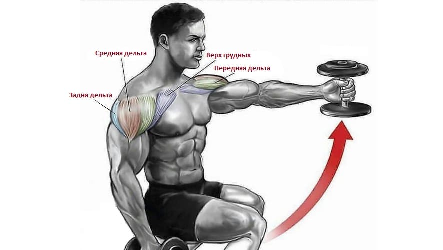 Подъём гантелей перед собой: техника выполнения и варианты упражнения | rulebody.ru — правила тела