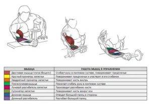 Как накачать предплечья в домашних условиях: комплекс эффективных упражнений и рекомендации | rulebody.ru — правила тела
