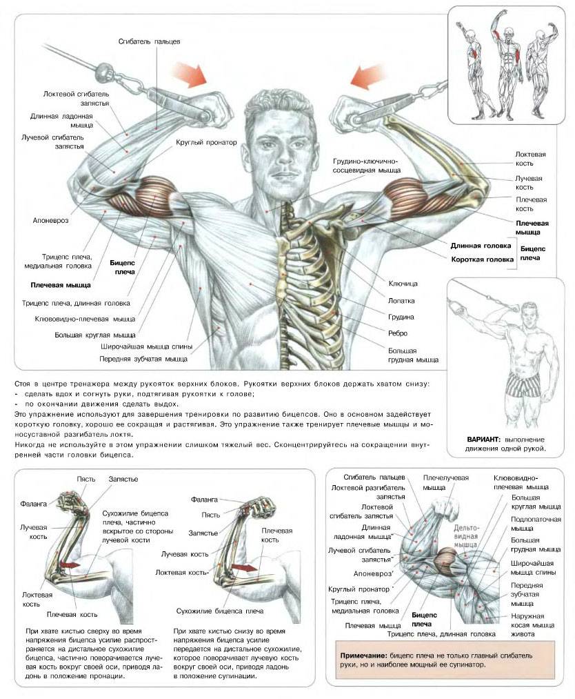 Тяга верхнего блока прямыми руками. изучаем все тонкости и секреты.