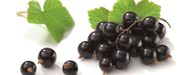 Польза и вред черной смородины