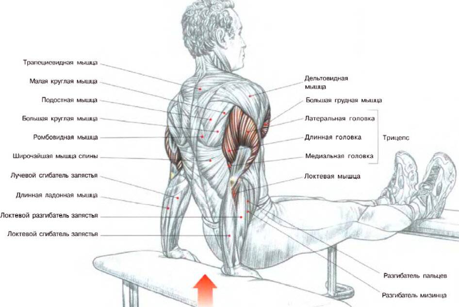 Как можно накачать руки дома?