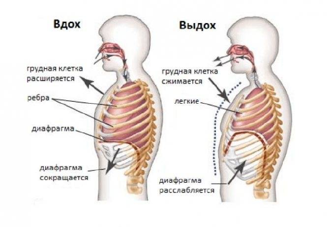 Какое дыхание лучше: грудное или брюшное