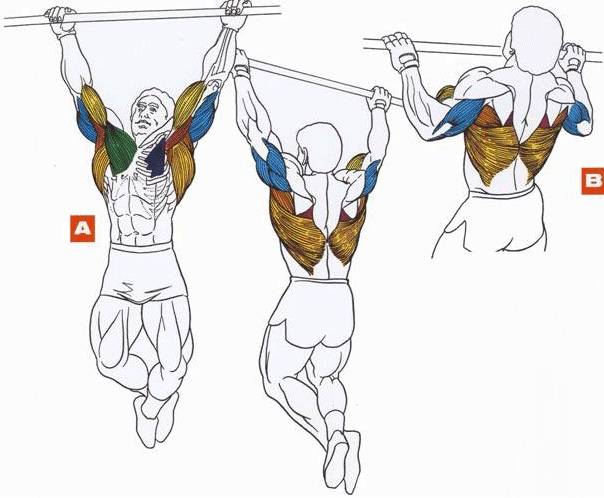 Программа тренировок на турнике для начинающих на массу, рельеф и силу