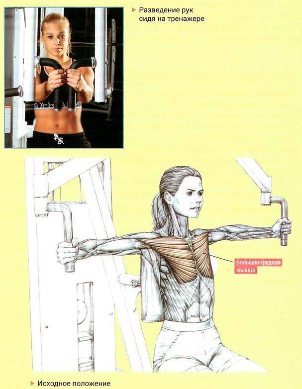 Сведение рук в тренажере бабочка: техника выполнения, какие мышцы работают
