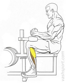 Описание упражнения "подъемы на носки сидя": интересные факты, ошибки, правильная техника, виде