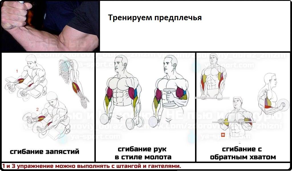 Упражнения на предплечья. Упражнения на развитие мышц предплечья. Как накачать предплечья гантелями. Упражнения на предплечья в зале.