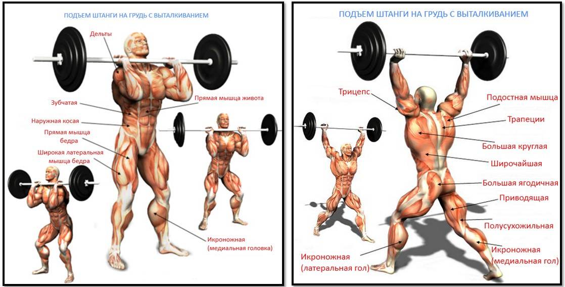 Приседания со штангой на плечах: техника выполнения, какие мышцы работают