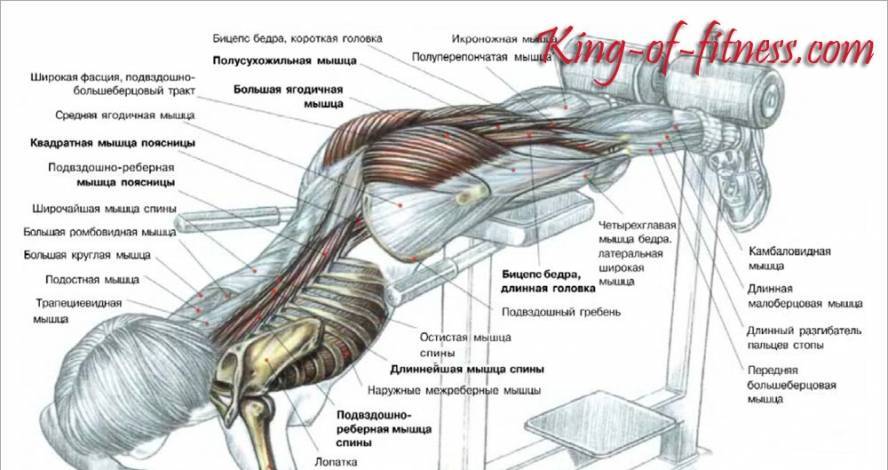Обратная гиперэкстензия: техника выполнения для ягодиц в тренажере и дома