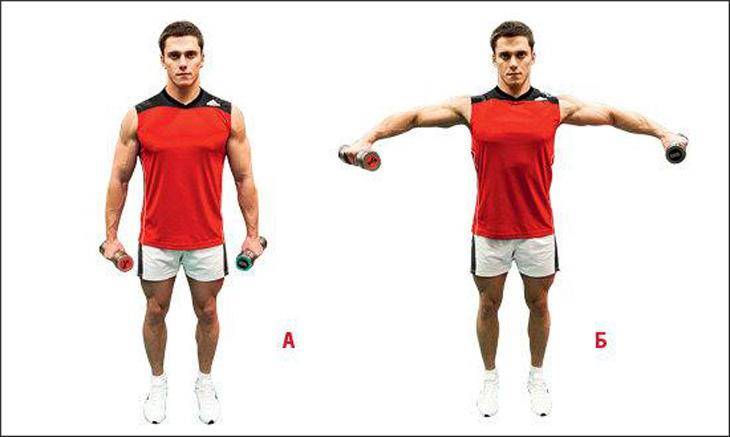 Махи, разведение гантелей в стороны, особенности, правильная техника