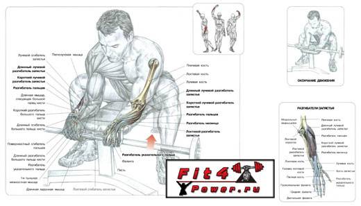 Упражнения для кистей рук: как накачать запястья рук (в т.ч. домашних условиях)